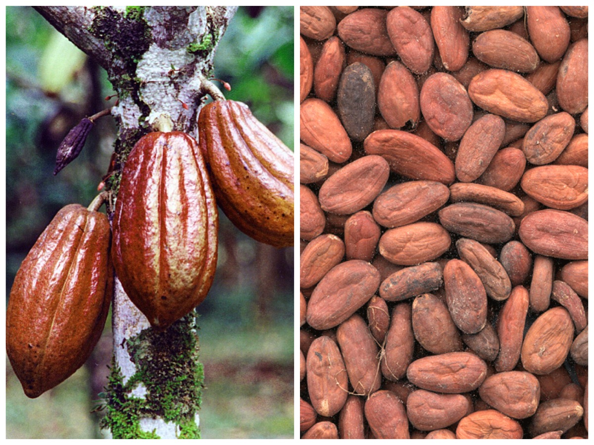 Why cocoa beans Is No Friend To Small Business